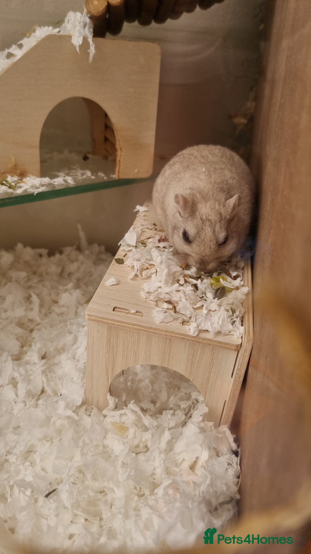 Gerbil rodents for sale: 2 male gerbils  - Image 2