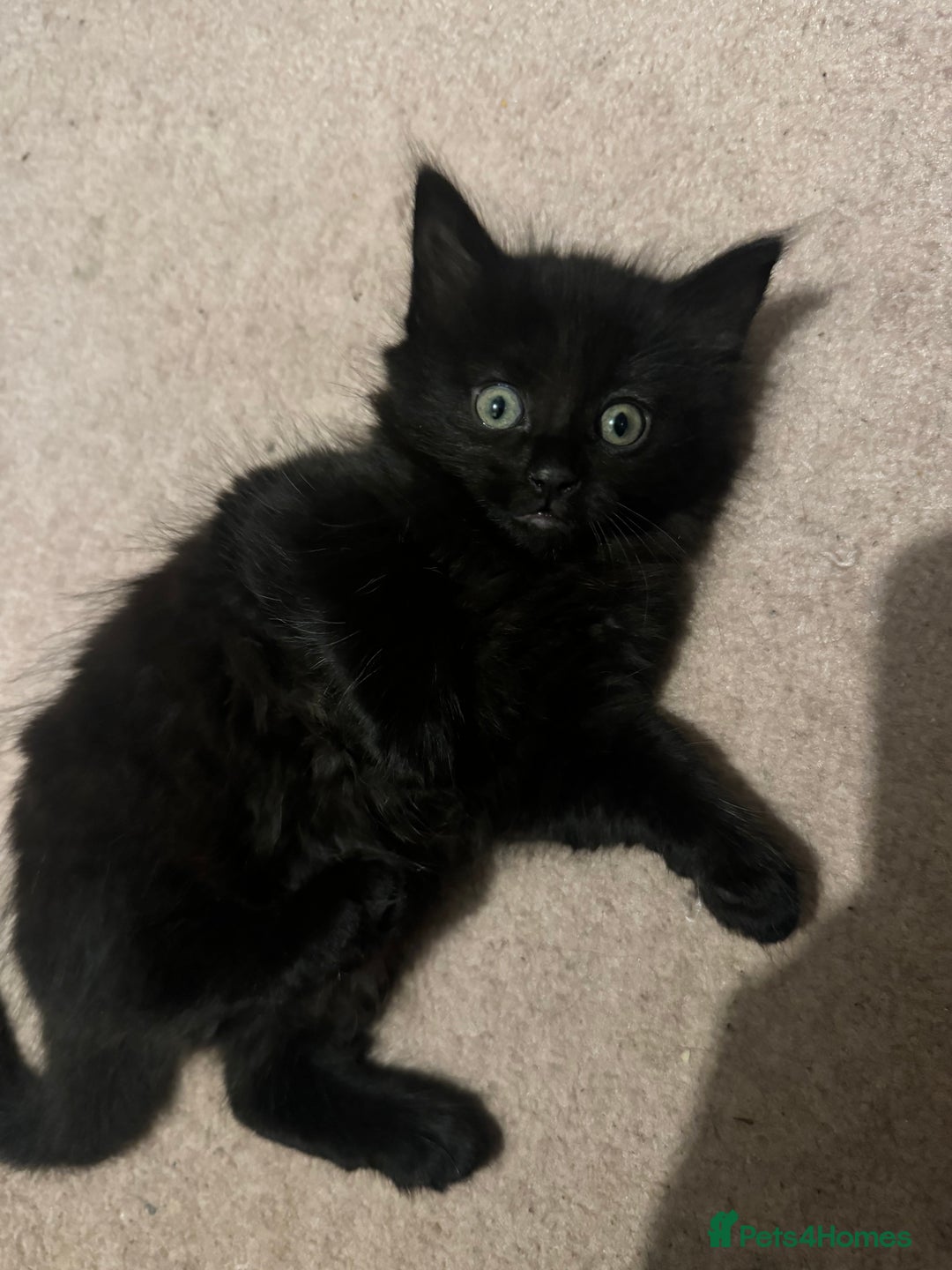 British Longhair cats for sale: 4 all black girls looking for forever home - Image 6