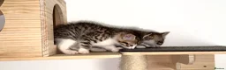 Mixed Breed cats for sale: 🐾 Bengal Cross Kittens – Ready Soon! 🐾 - Advert 23