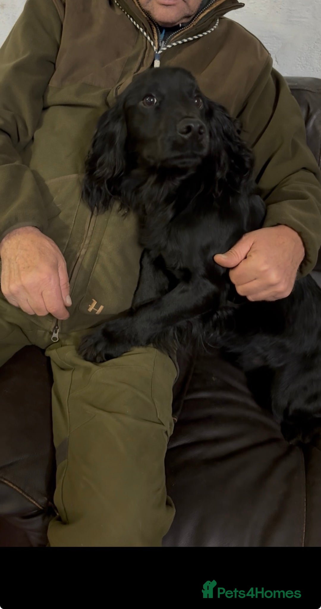 Cocker Spaniel dogs for sale: Kennel club registered cocker puppies - Advert 6