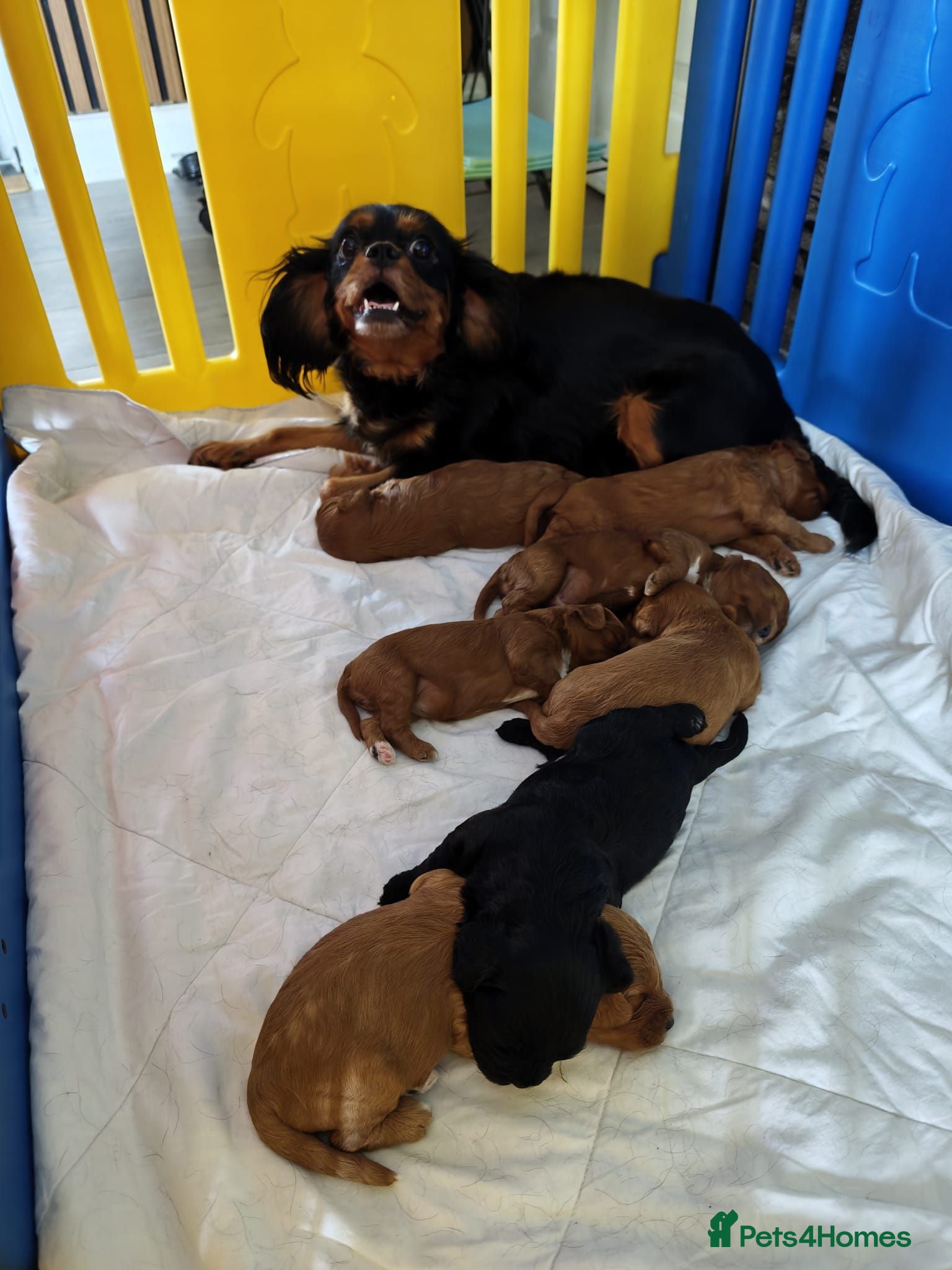 Cavapoo dogs bunch of fluff 4 weeks old  🧸 🧸❤️❤️❤️ - Advert 6