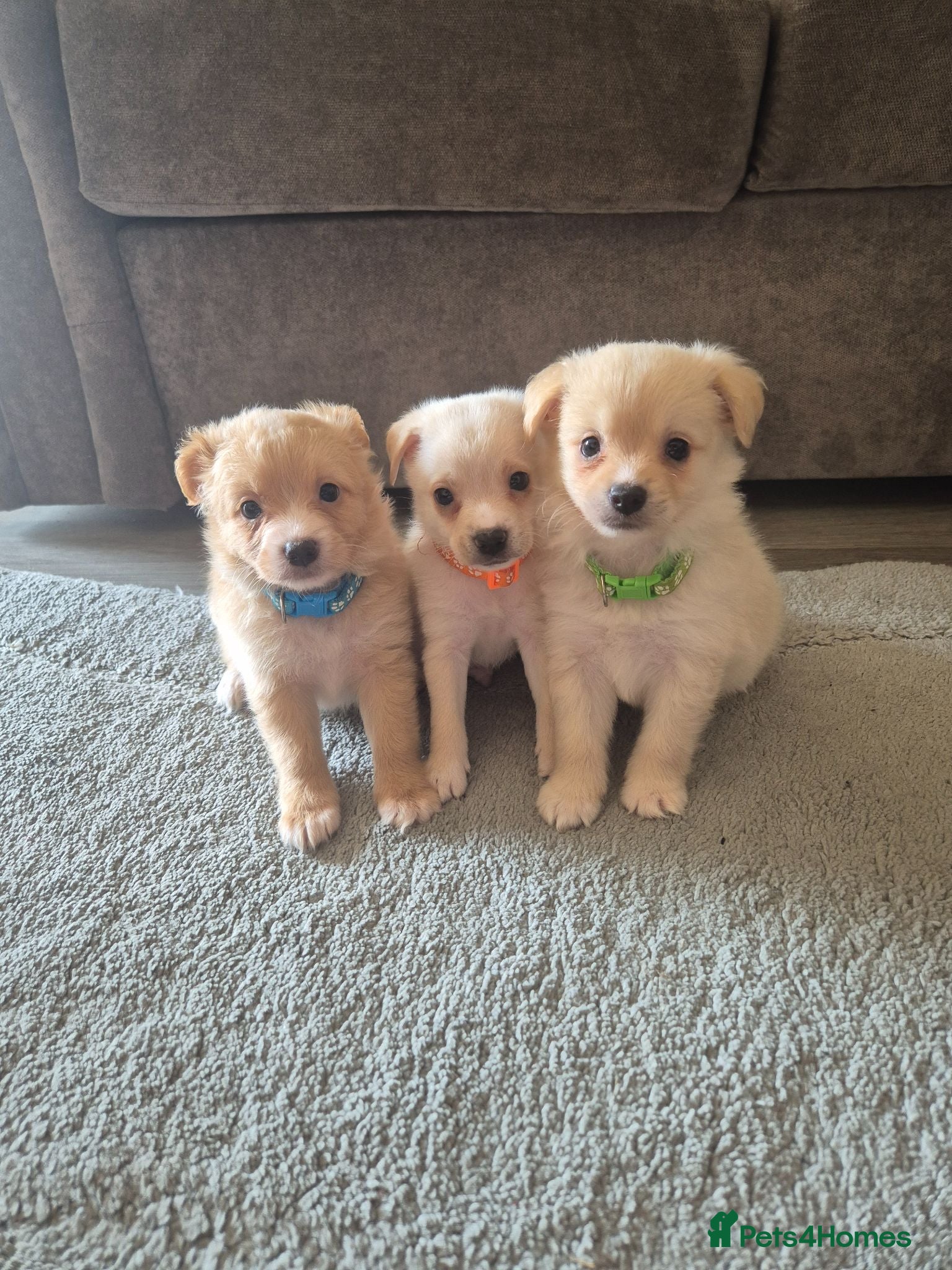 Mixed Breed dogs Jack russell x pomeranian  - Advert 1