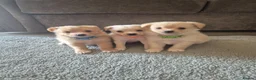 Mixed Breed dogs for sale: Jack russell x pomeranian  - Advert 1