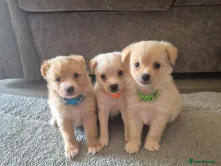 Mixed Breed dogs Jack russell x pomeranian - Advert 1