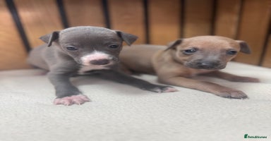 Italian Greyhound dogs - Advert 10