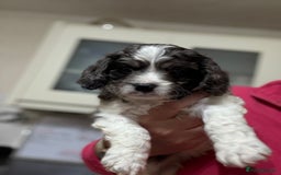 Cavapoo dogs for sale: Extensively health tested stunning cavapoo’s - Image 1