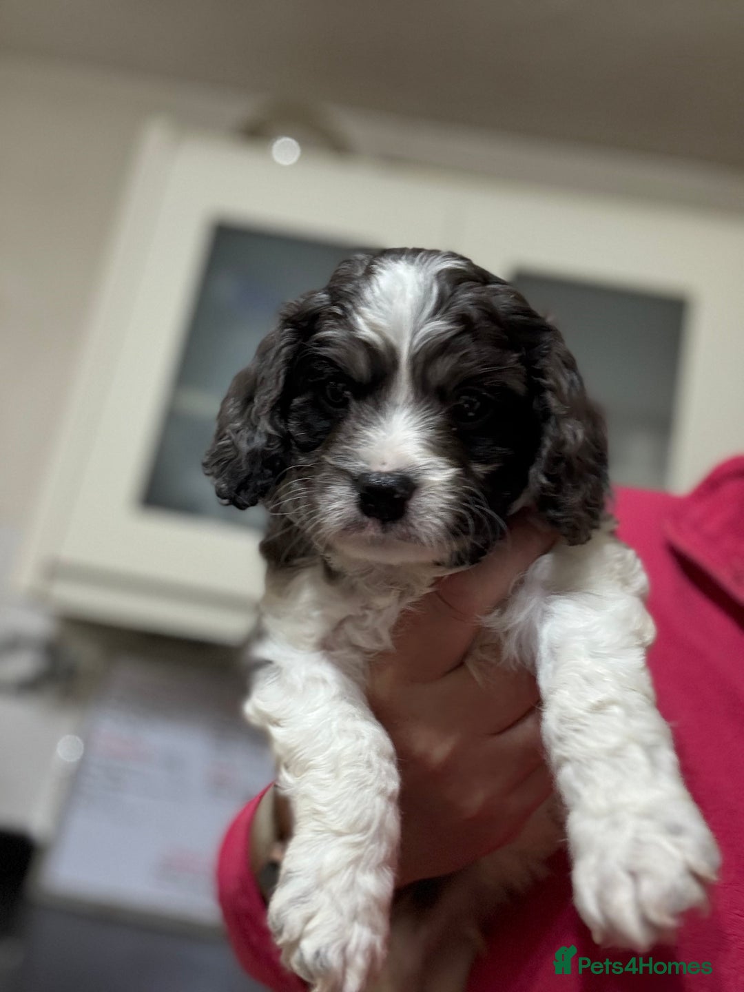 Cavapoo dogs for sale: Extensively health tested stunning cavapoo’s - Image 1