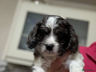 Cavapoo dogs - Advert 15