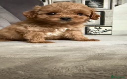 Cavapoo dogs for sale: DNA Health Tested Cavapoos  - Image 12