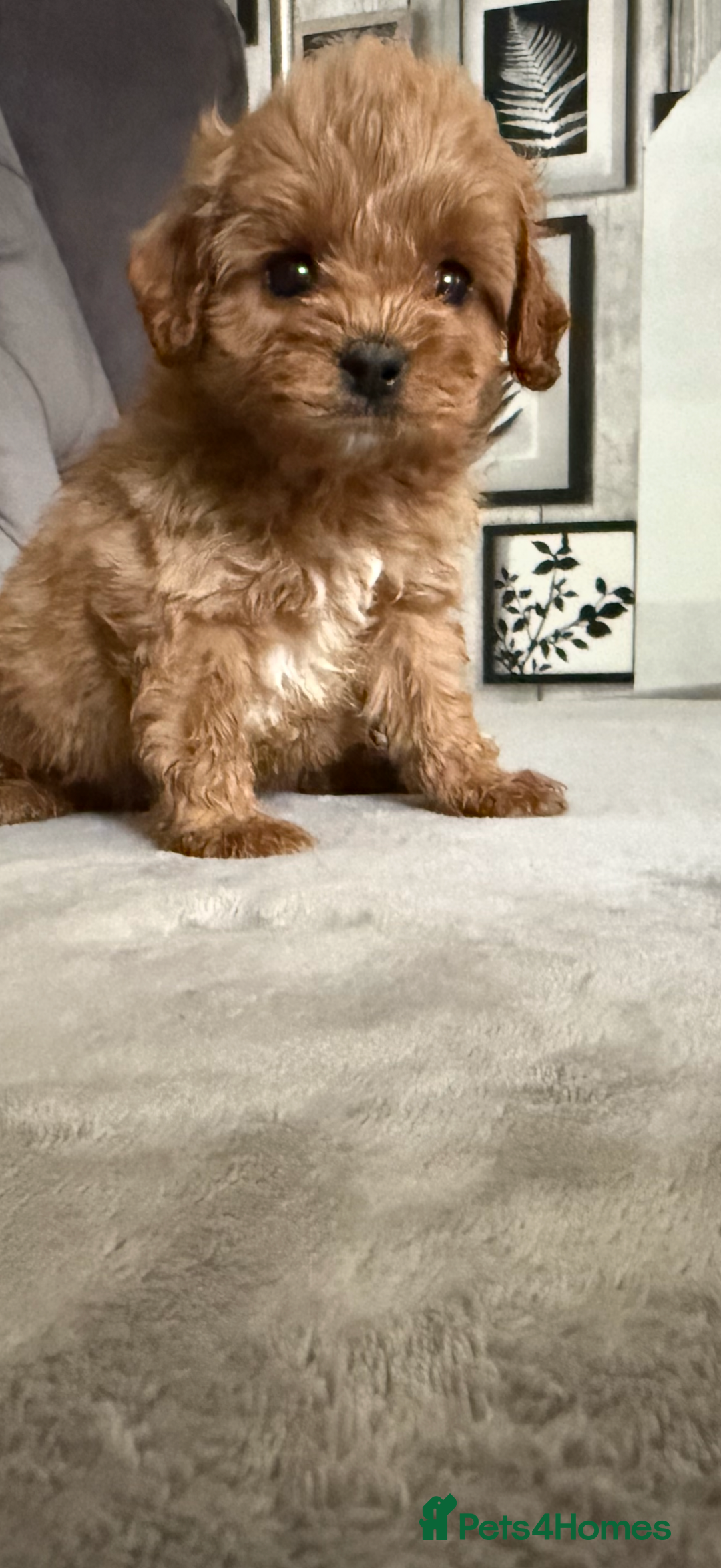 Cavapoo dogs for sale: DNA Health Tested Cavapoos  - Image 12