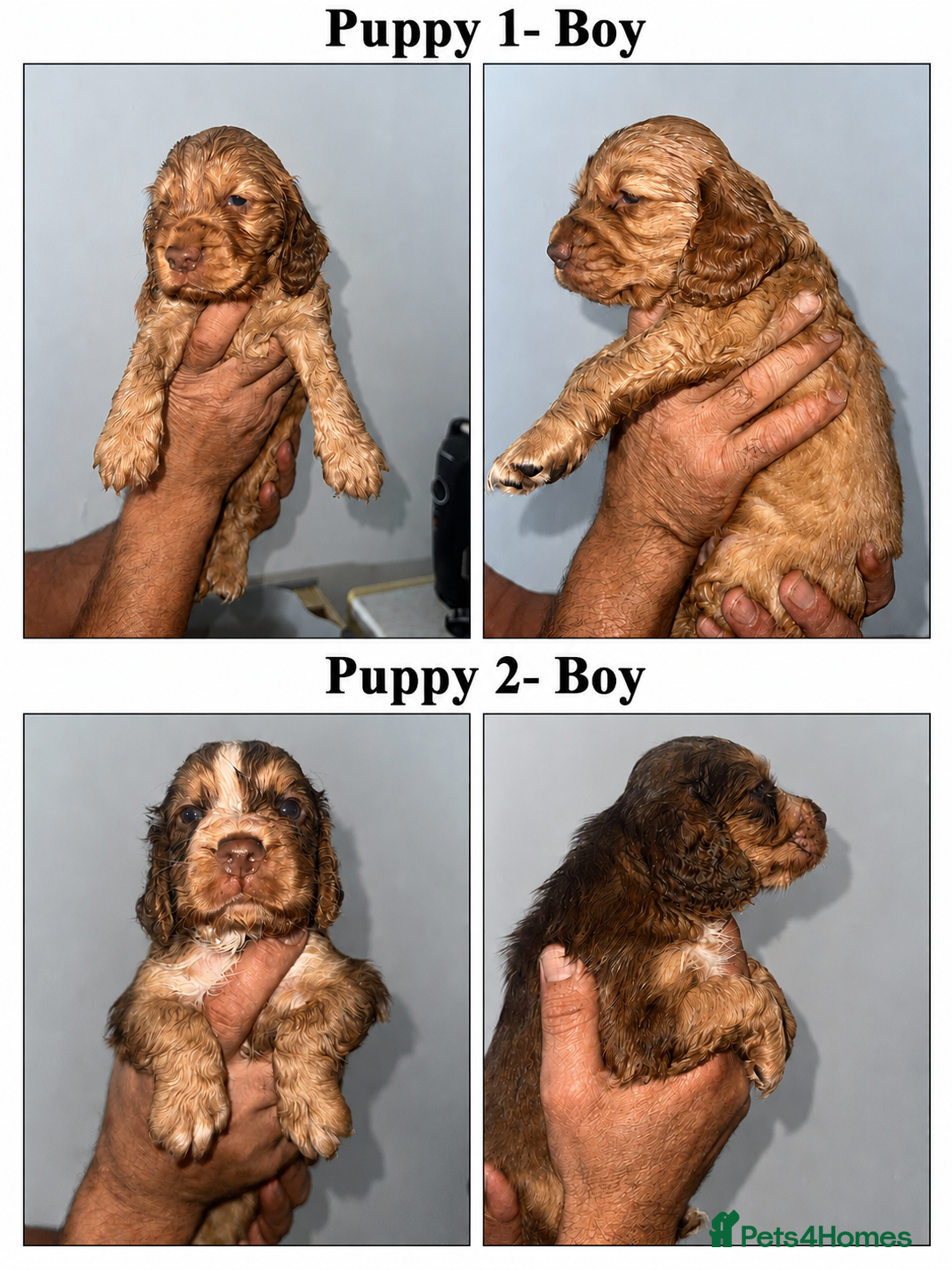 Cocker Spaniel dogs Full pedigree beautiful show cocker spaniels  - Advert 3