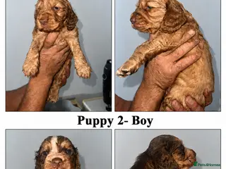 Cocker Spaniel dogs Full pedigree beautiful show cocker spaniels - Advert 3