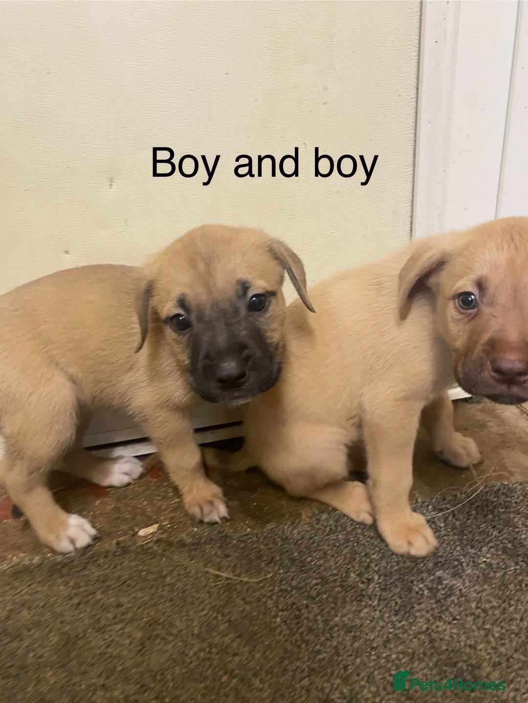 Mixed Breed dogs for sale: Mixed breed  - Image 7