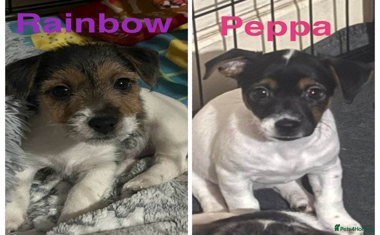 Mixed Breed dogs - Advert 8