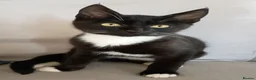 Mixed Breed cats for sale: Male kitten for sale - Advert 3