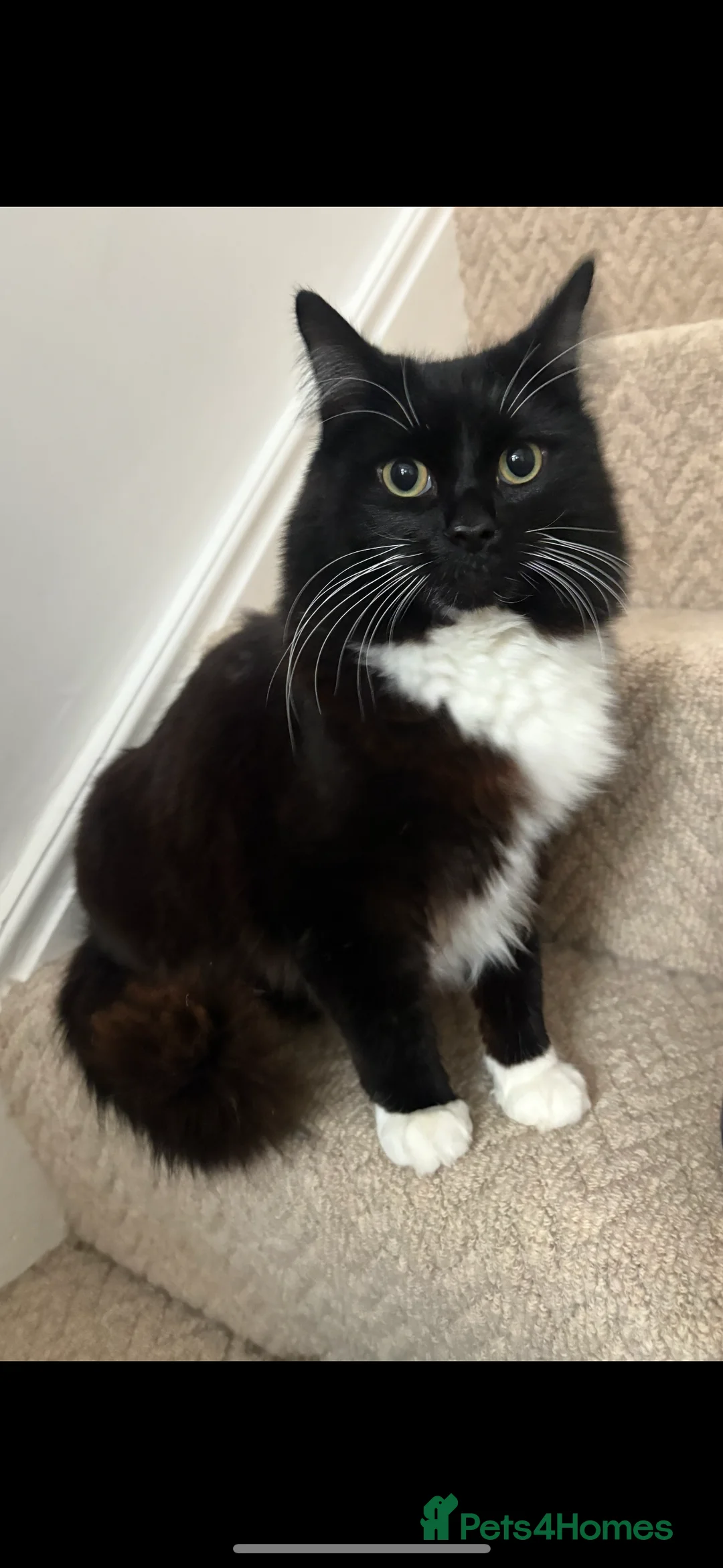 Domestic Shorthair cats for sale: Gru- long haired Domestic  - Advert 1