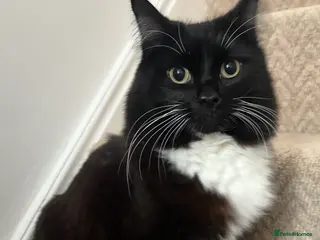 Domestic Shorthair cats Gru- long haired Domestic - Advert 13