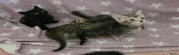 Mixed Breed cats for sale: Beautiful kittens looking for their forever homes  - Advert 10