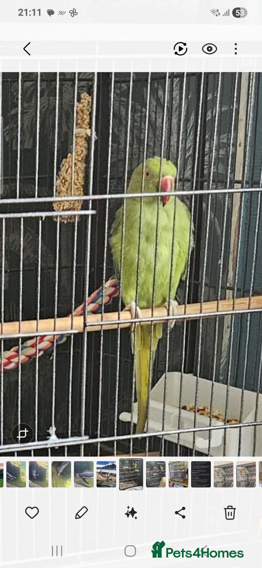 Ringnecks birds Indian ringneck  - Advert 1