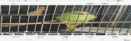 Ringnecks birds for sale: Indian ringneck  in Huddersfield - Advert 1