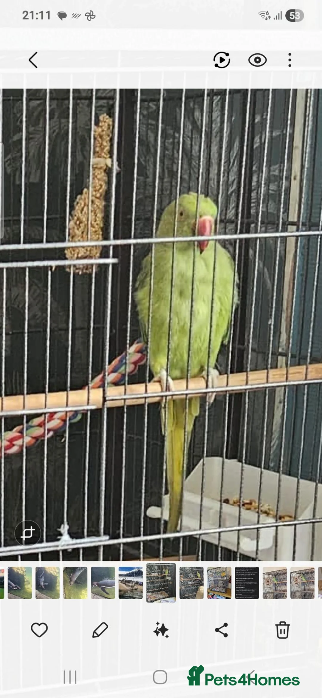 Ringnecks birds for sale: Indian ringneck  in Huddersfield - Advert 1