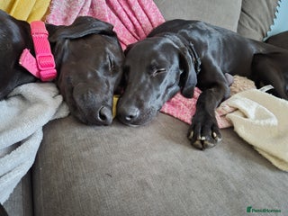 Mixed Breed dogs Looking for a loving lap to sleep on. - Advert 16