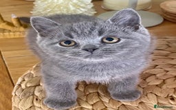 British Shorthair cats for sale: Gorgeous Blue and Lilac British shorthairs - Advert 4