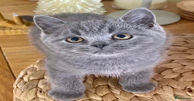 British Shorthair cats Gorgeous Blue and Lilac British shorthairs - Advert 8