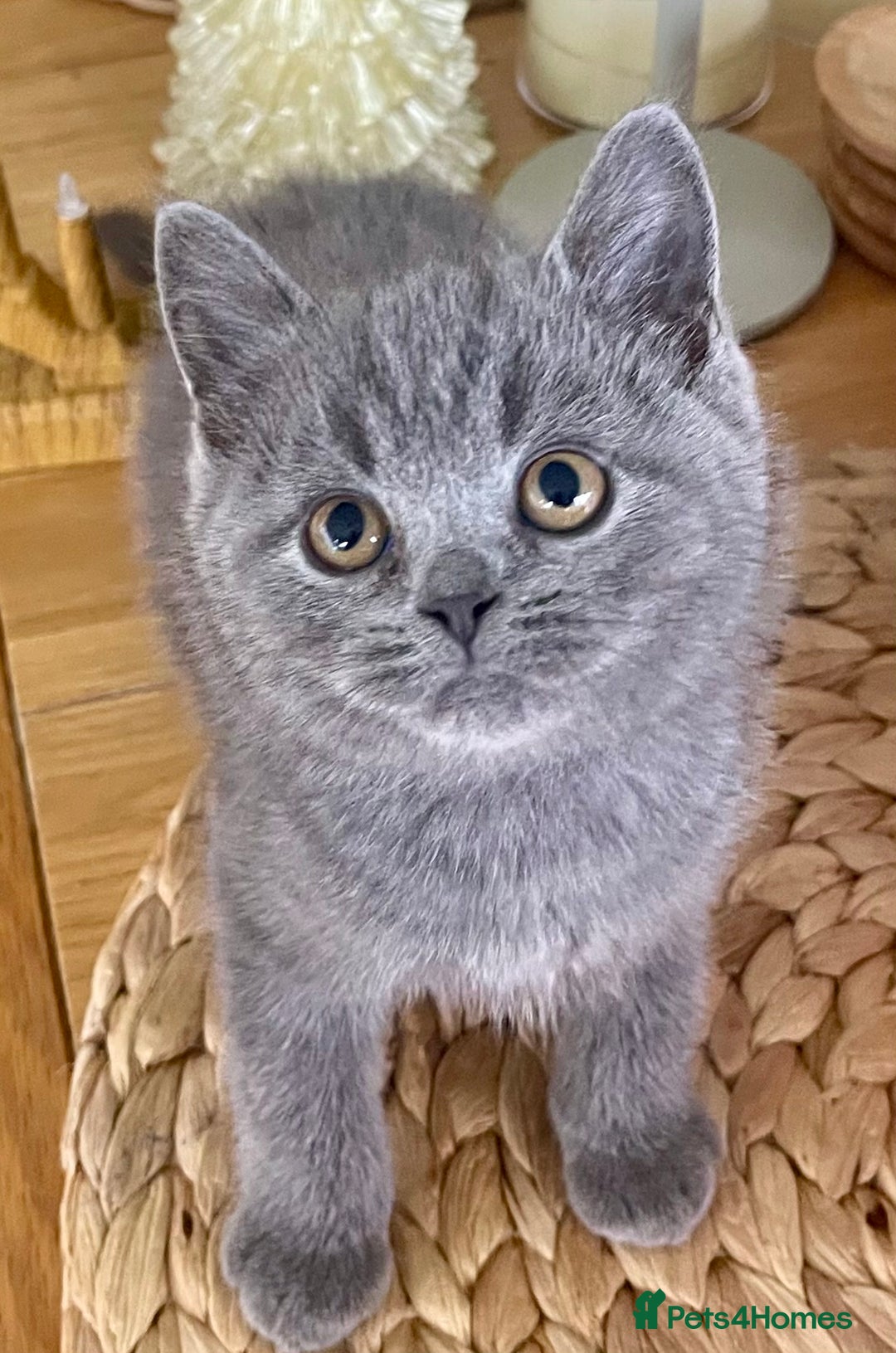 British Shorthair cats for sale: Gorgeous Blue and Lilac British shorthairs - Advert 4