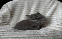 British Shorthair cats for sale: OUTSTANDING GCCF + HEALTH TESTED BSH + BLH KITTENS - Image 9