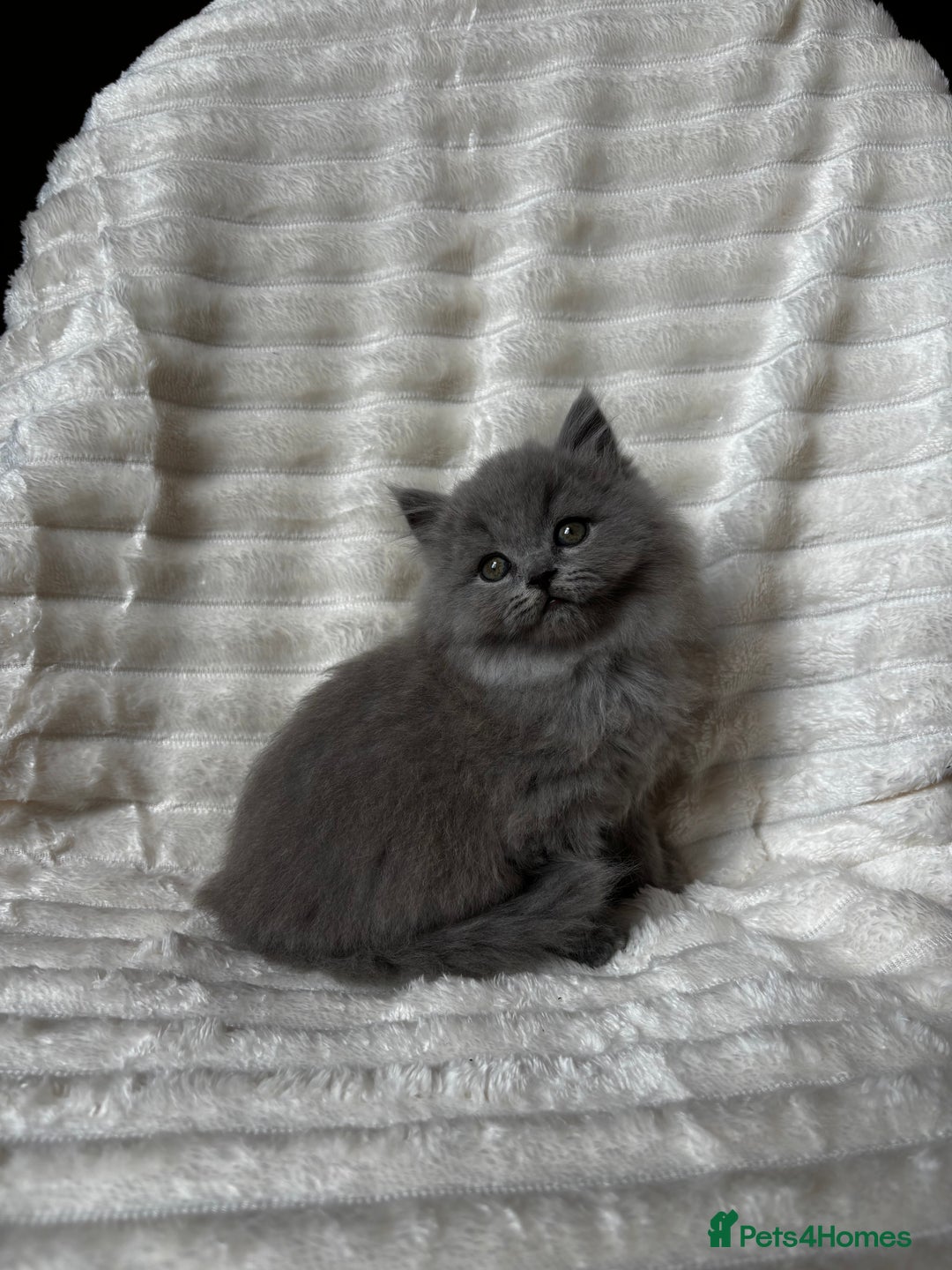 British Shorthair cats for sale: OUTSTANDING GCCF + HEALTH TESTED BSH + BLH KITTENS - Image 9