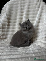 British Shorthair cats - Advert 13