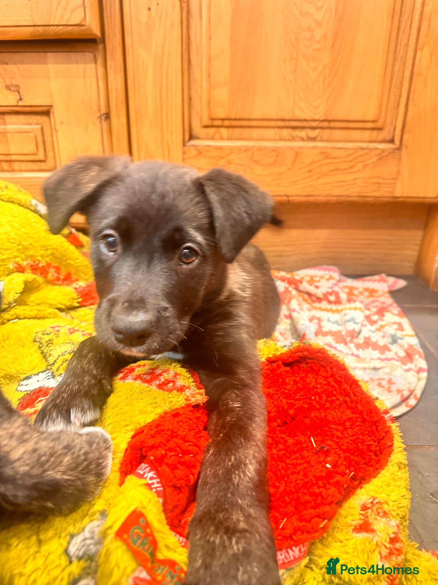 Mixed Breed dogs Border collie x American bulldog  - Advert 5
