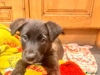 Mixed Breed dogs Border collie x American bulldog - Advert 5