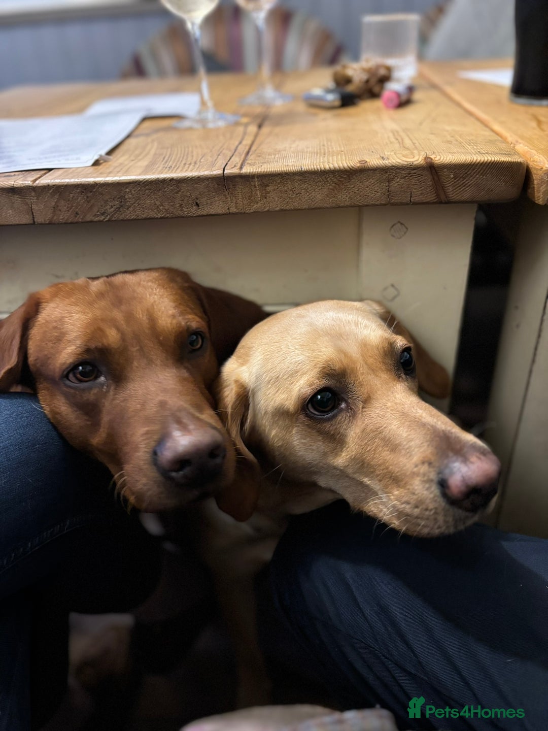 Labrador Retriever dogs for sale: 🐾 Working Fox Red Labrador Puppies for Sale!🐾 - Advert 12