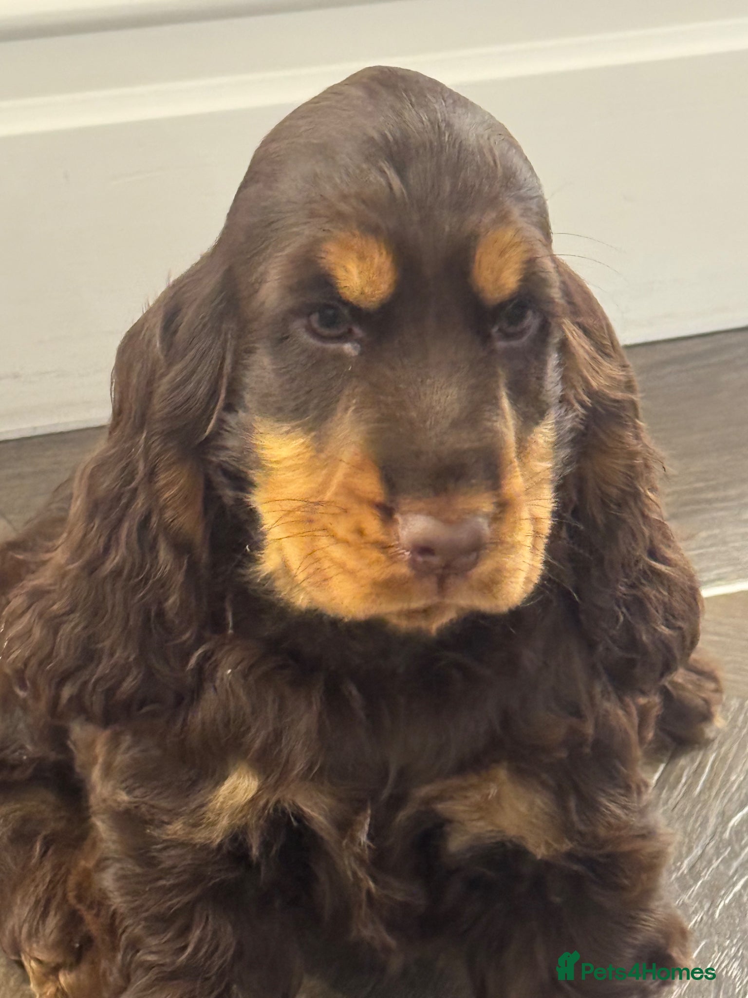 Cocker Spaniel dogs BEAURIUFL KC REG HEALTH TESTER COCKER SPANIELS  - Advert 1