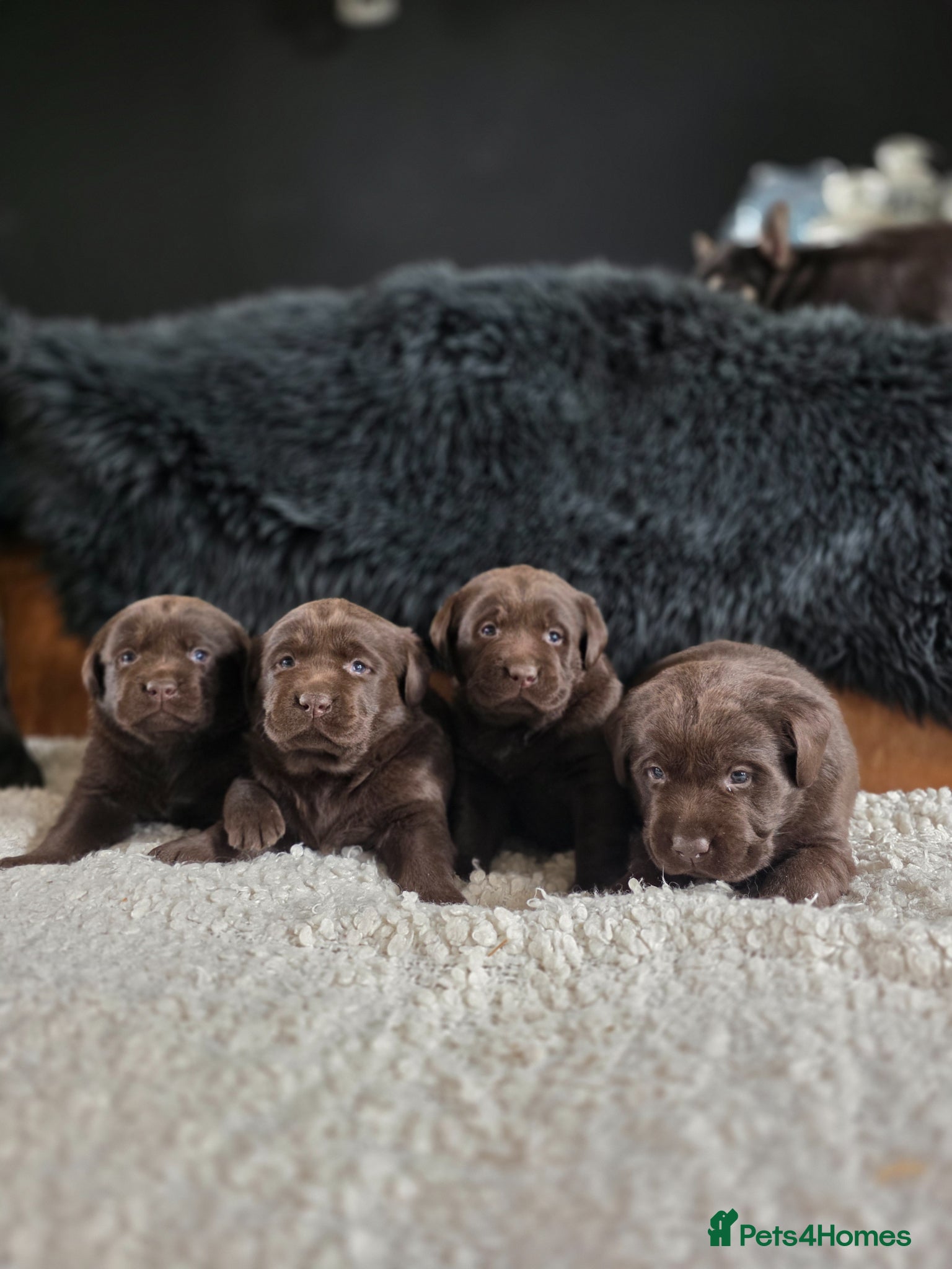 Labrador Retriever dogs High Quality Chocolate Labrador Puppies - Advert 1