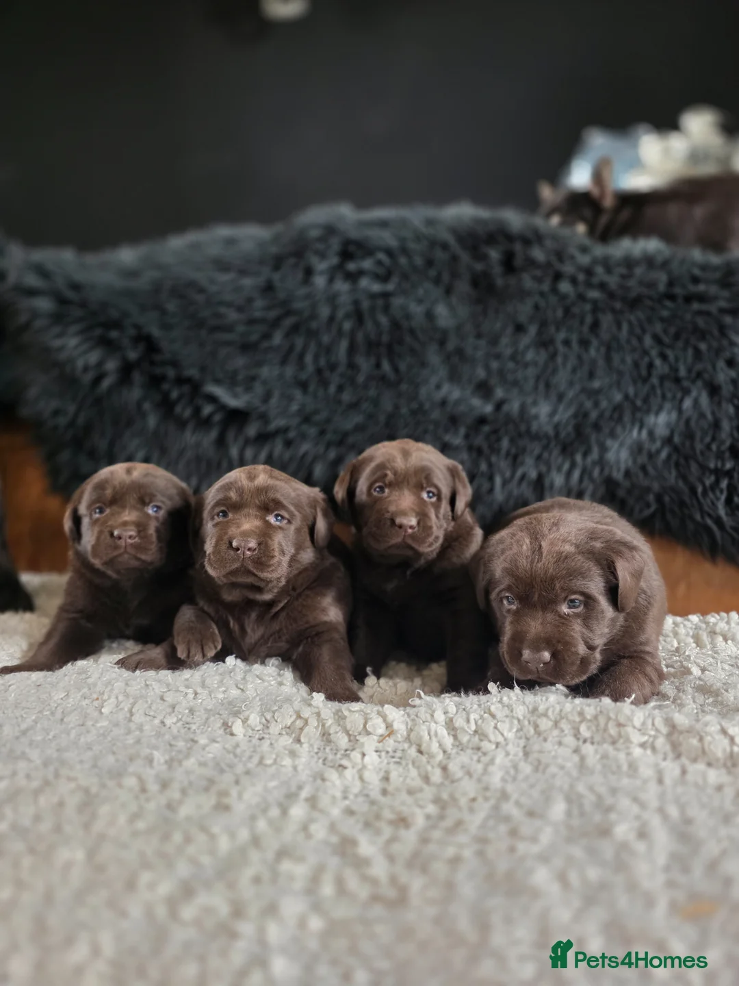 Labrador Retriever dogs for sale: High Quality Chocolate Labrador Puppies - Advert 1