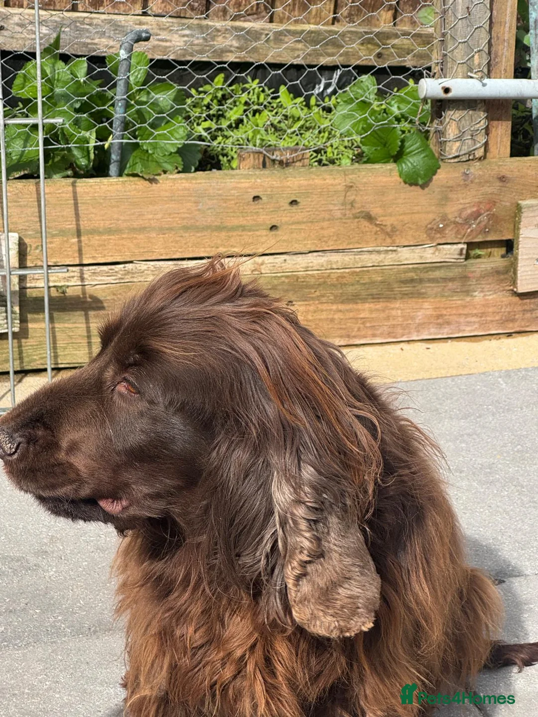 Cocker Spaniel dogs for sale: chocolate brown cocker spaniel - Advert 2