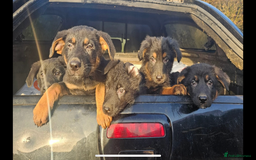 German Shepherd dogs for sale: Beautiful big German shepherd pups - Image 1