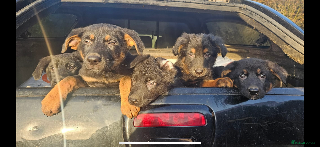 German Shepherd dogs for sale: Beautiful big German shepherd pups - Image 1