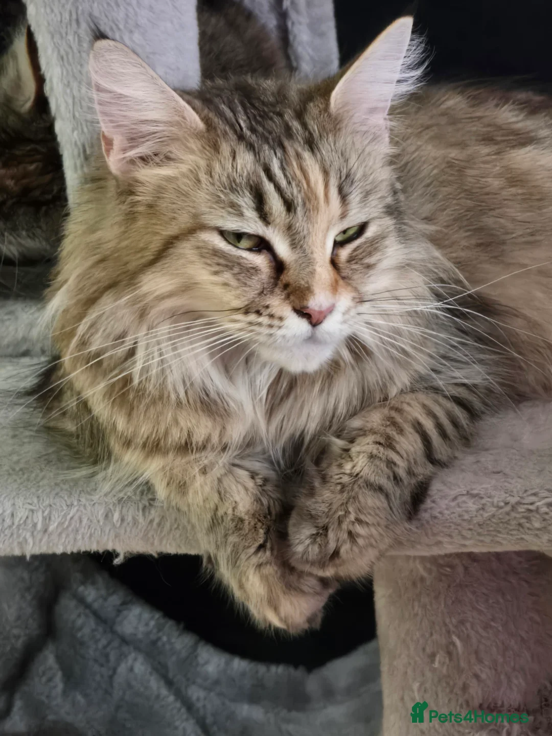 Maine Coon cats for sale: 7 beautiful Maine Coon X - Advert 36