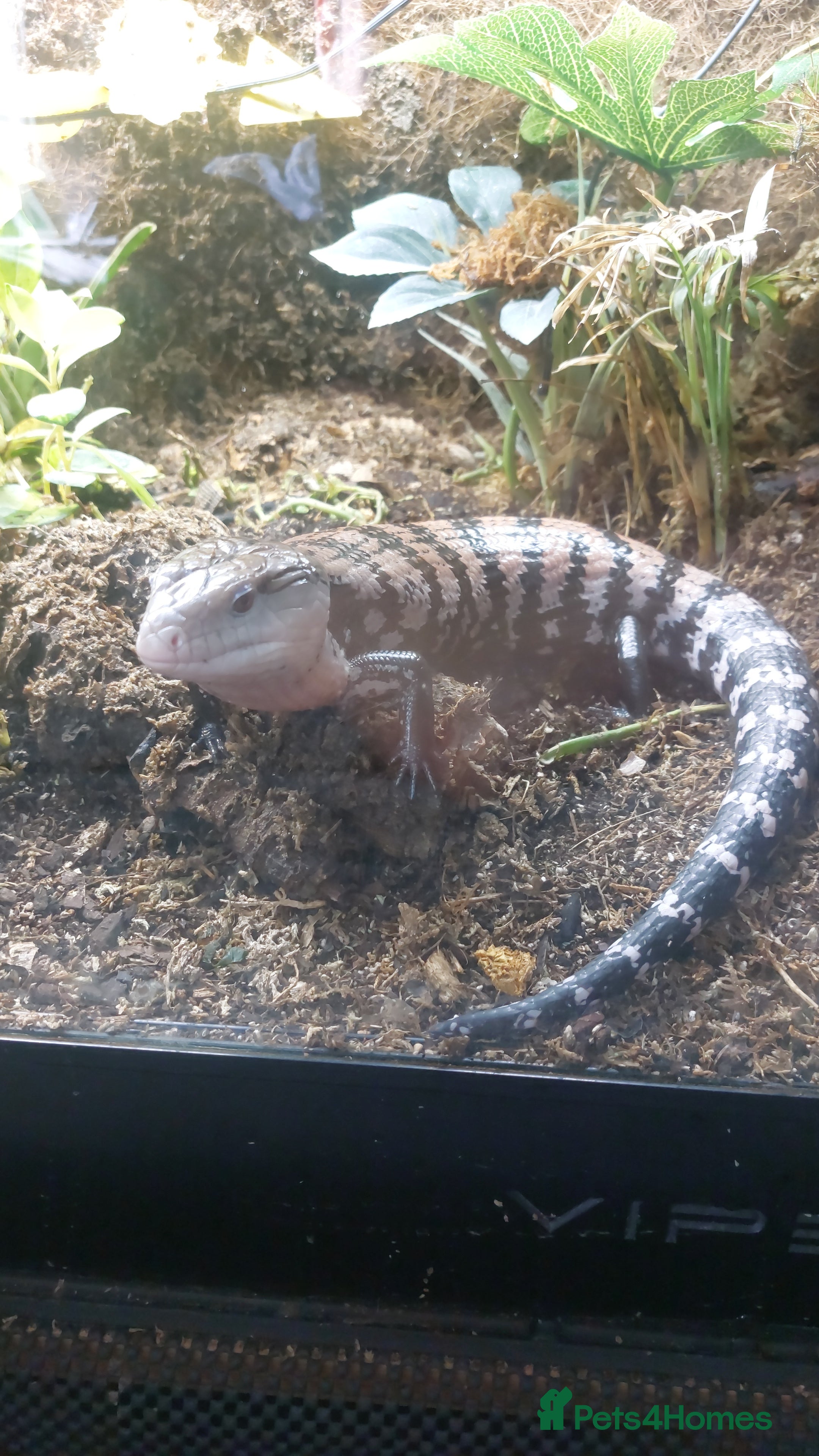 Skink reptiles Blue tongue skink - halmahera - Advert 1