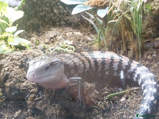 Skink reptiles Blue tongue skink - halmahera - Advert 1