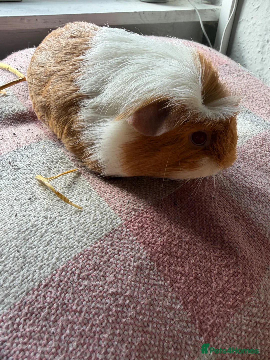 Guinea Pig rodents for sale: Sow piggies teddy x and sheltie x - Advert 2