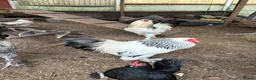 Mixed Breed poultry for sale: 5 males  in Taunton - Advert 3