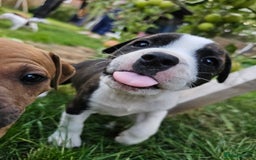 Staffordshire Bull Terrier dogs for sale: 🐾 Beautiful Staffordshire Bull Terrier Puppies 🐾 - Image 1