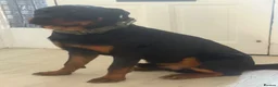Rottweiler dogs for sale: Rottweiler Apollo 10 month old in Derby - Advert 5