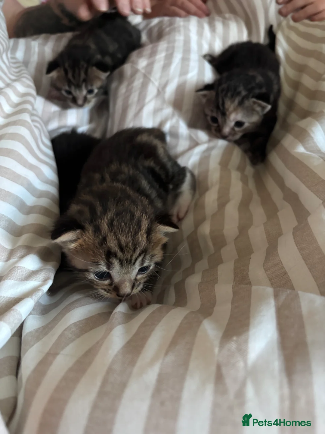 Mixed Breed cats for sale: 2 Female Tabbys  in Sawbridgeworth - Advert 4