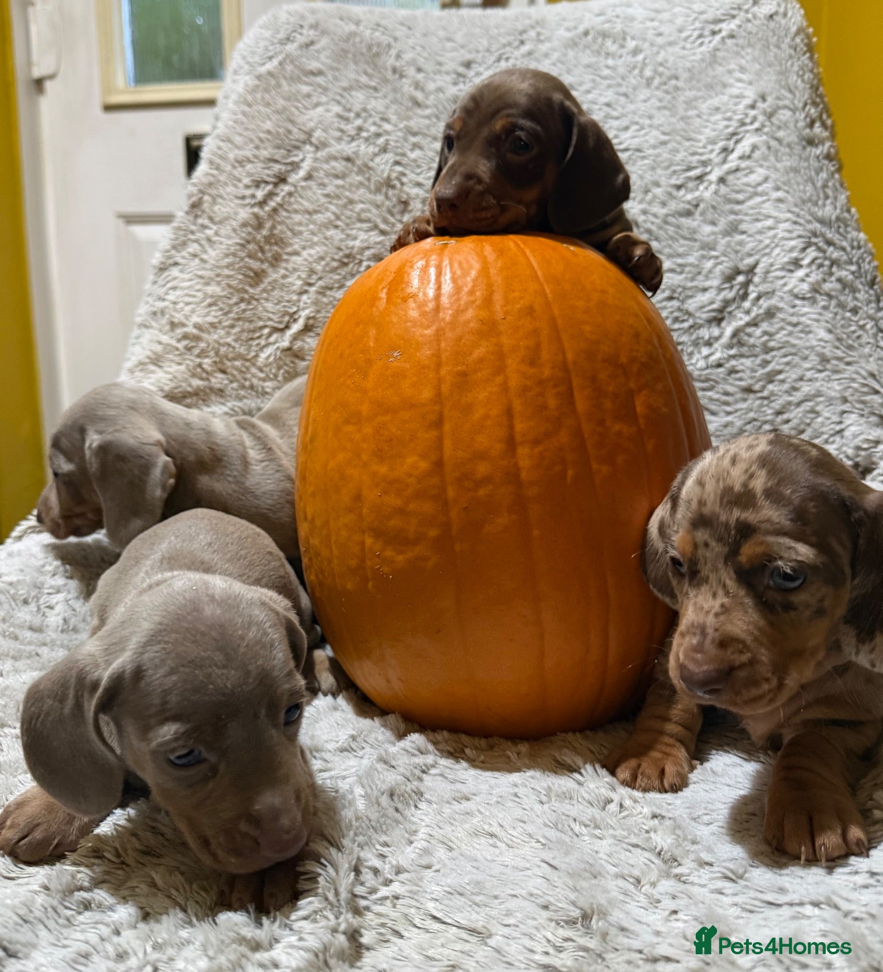 Miniature Dachshund dogs for sale: BEAUTIFUL DACHSHUND PUPPIES! - Advert 1